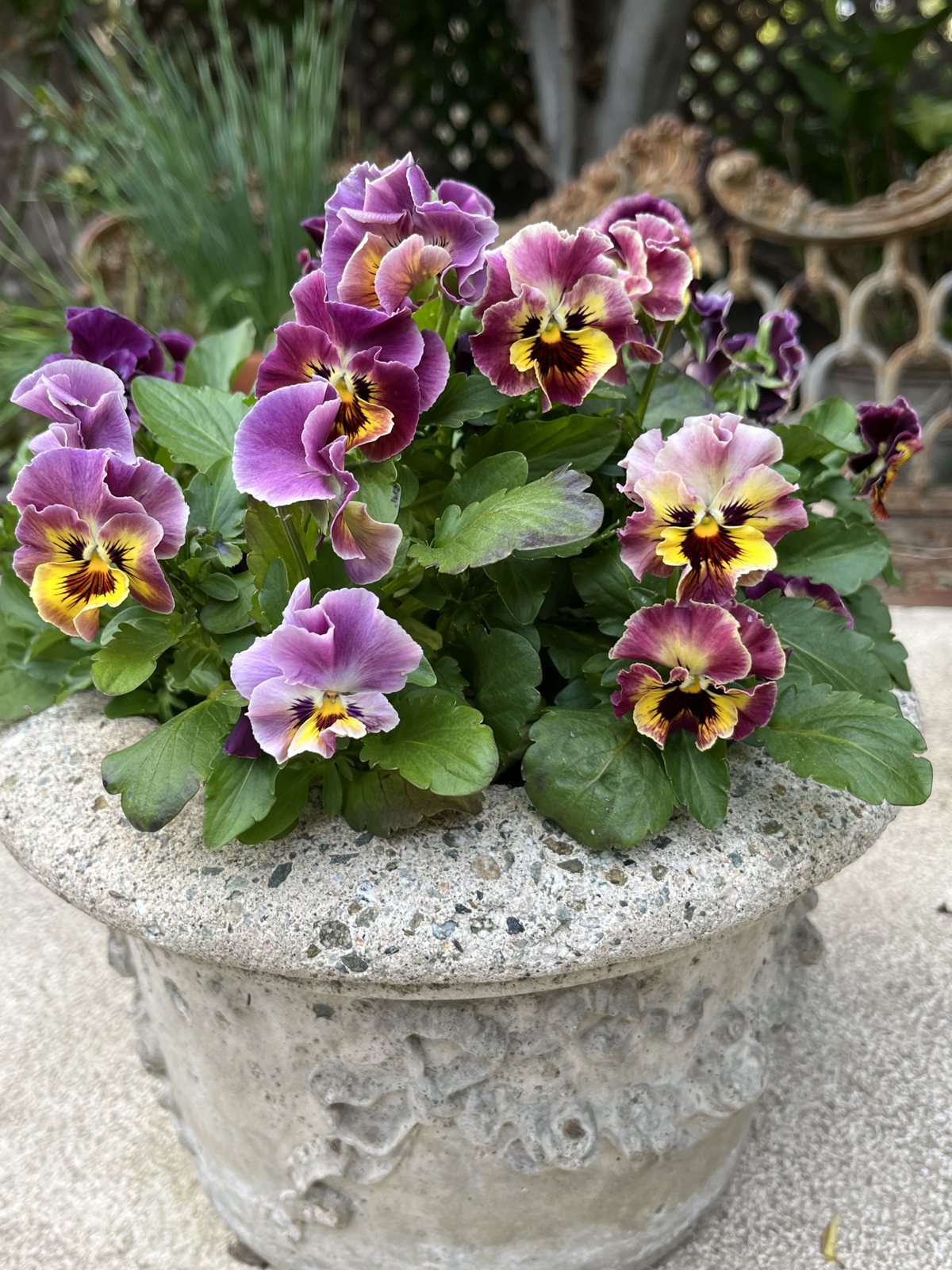 Ruffled pansies in a stone planter